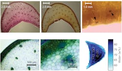 Different stains of agave leaf slices reveal the anatomy and composition of the water-carrying and storing features, which are also revealed by the terahertz image in the lower right. Although currently low in resolution, terahertz imaging is capable of noninvasively providing information about plant water distribution. Different stains of agave leaf slices reveal the anatomy and composition of the water-carrying and storing features, which are also revealed by the terahertz image in the lower right. Although currently low in resolution, terahertz imaging is capable of noninvasively providing information about plant water distribution.