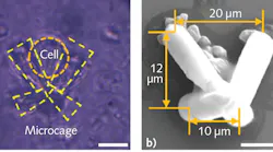 FIGURE 1. Femtosecond lasers can produce fine features in photoresist, such as these micropillars that subsequently self-assembled into a butterfly trap. Optical tweezers then bring single cells into the traps, where this photomicrograph (a) and electron micrograph (b) show they are retained.