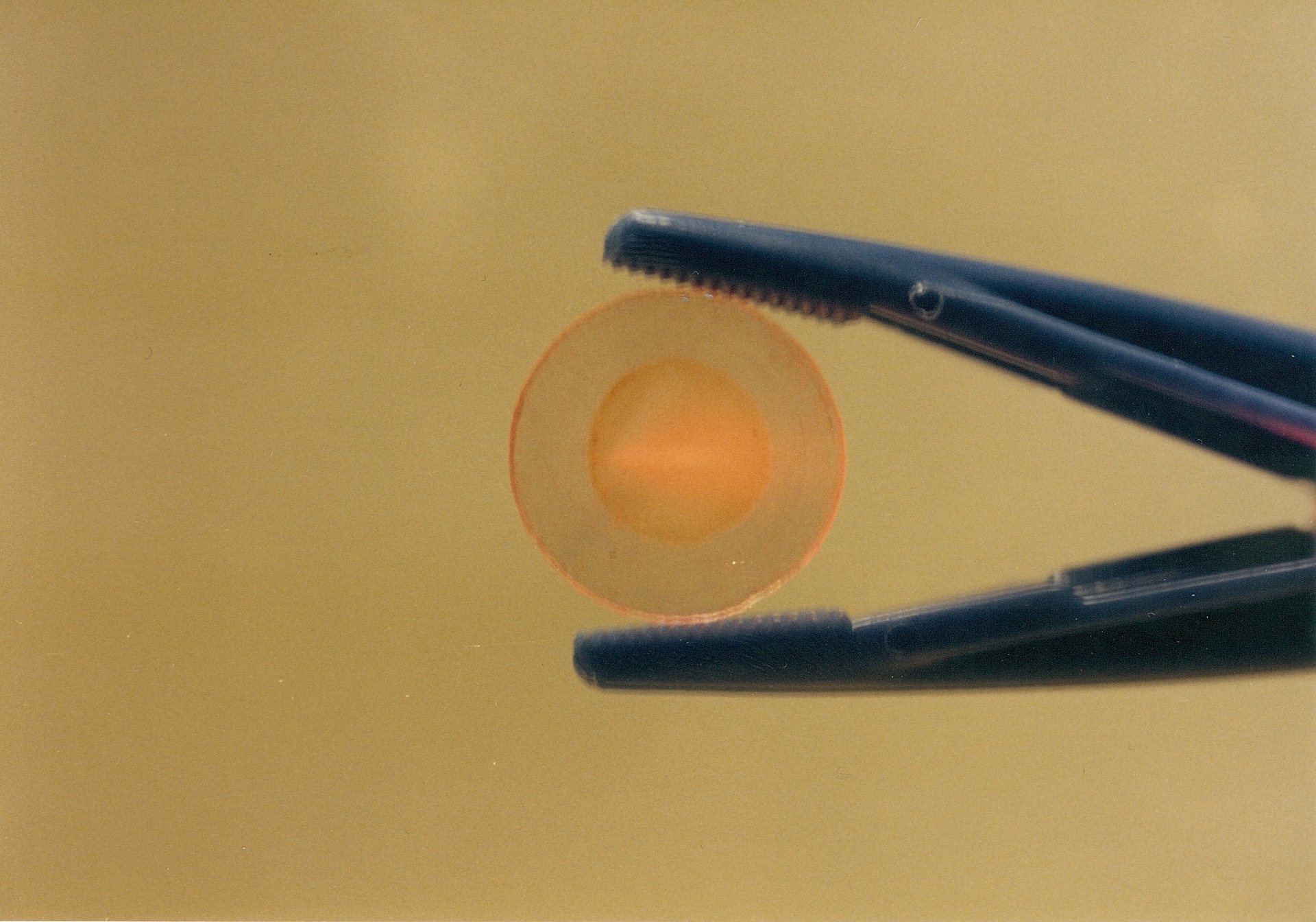 The AgCl window holds the protein rhodopsin which is used in research at the BU Photonics Center to study the initial molecular events that occur in vision. Rhodopsin, which serves as a light receptor, is now being incorporated into nerve cells allowing researchers to selectively control the activity of specific nerves in a complex neural network such as the brain.