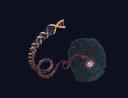 A DNA molecule unwinds from a chromosome inside the nucleus of a cell. A DNA molecule unwinds from a chromosome inside the nucleus of a cell.
