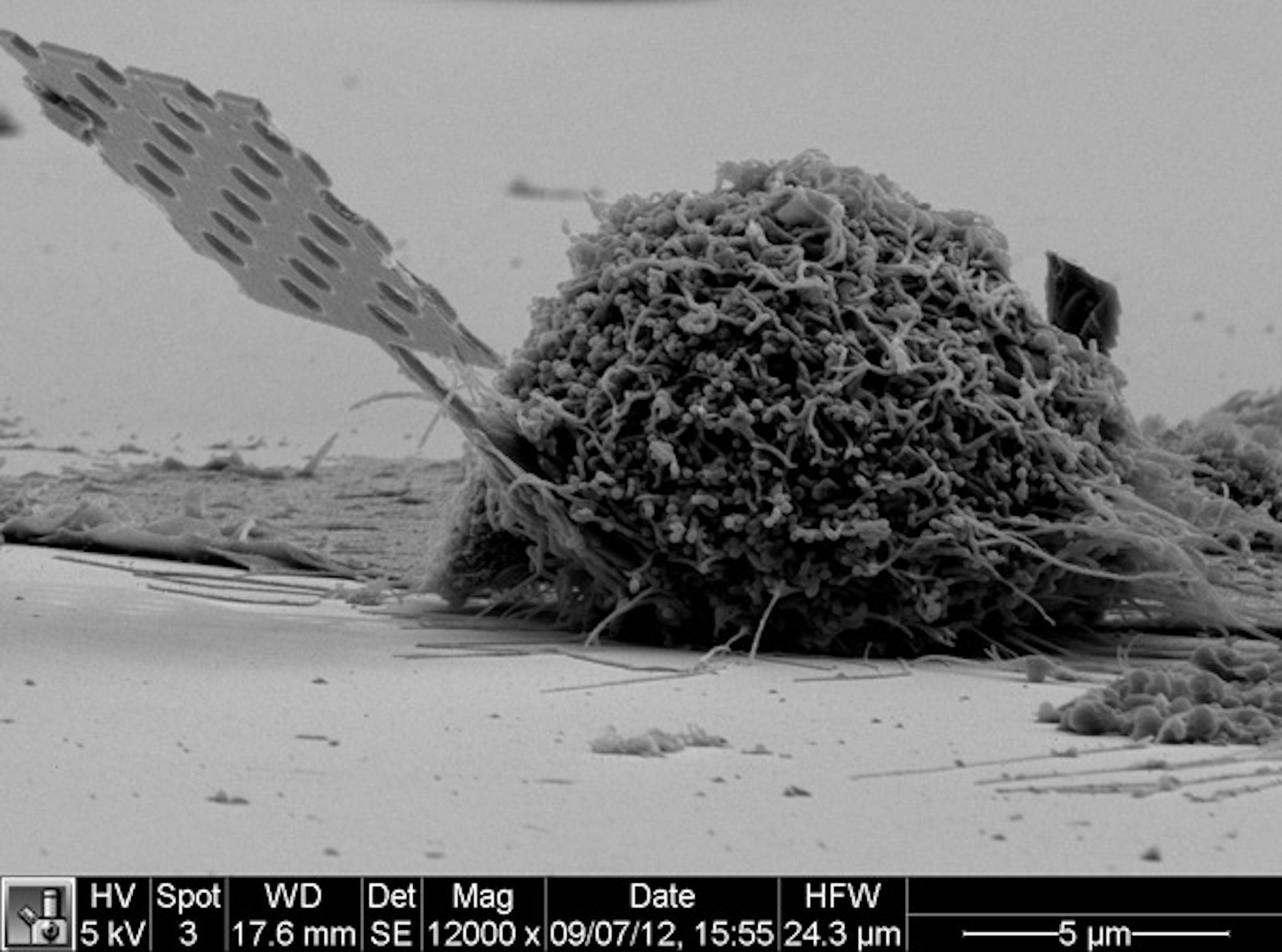 Scanning electron microscopy (SEM) depicts a nanobeam, including a large part of the handle tip, inserted in a typical cell.