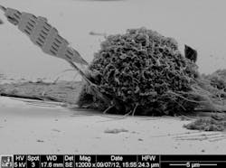 Scanning electron microscopy (SEM) depicts a nanobeam, including a large part of the handle tip, inserted in a typical cell. Scanning electron microscopy (SEM) depicts a nanobeam, including a large part of the handle tip, inserted in a typical cell.