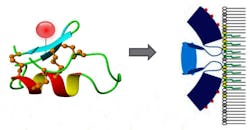 FIGURE 1. The peptide portion of the Tumor Paint product binds to cell-surface Annexin A2 and is rapidly internalized. FIGURE 1. The peptide portion of the Tumor Paint product binds to cell-surface Annexin A2 and is rapidly internalized.