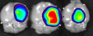 FIGURE 2.Ex vivo fluorescence images of mouse brains following necropsy: Data is represented as pseudocolor rainbow-gradient images of the fluorescence intensity of the probe (where blue is least intense and red is most intense) superimposed over the photographic grayscale brain images.