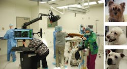 In conjunction with Tumor Paint, a beta version of the Open Air Fluorescence Imager by PerkinElmer facilitates canine cancer surgery at Washington State University Veterinary Teaching Hospital. Animals are injected intravenously with the probe 24 hours prior to surgery. The imager exposes the surgical field of view with an excitation light source matching the spectrum of the probe; fluorescence emission from the probe is captured, spectrally unmixed, and visualized in real time on an LCD monitor. In conjunction with Tumor Paint, a beta version of the Open Air Fluorescence Imager by PerkinElmer facilitates canine cancer surgery at Washington State University Veterinary Teaching Hospital. Animals are injected intravenously with the probe 24 hours prior to surgery. The imager exposes the surgical field of view with an excitation light source matching the spectrum of the probe; fluorescence emission from the probe is captured, spectrally unmixed, and visualized in real time on an LCD monitor.