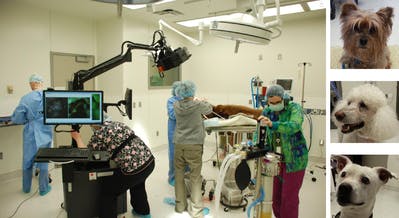 In conjunction with Tumor Paint, a beta version of the Open Air Fluorescence Imager by PerkinElmer facilitates canine cancer surgery at Washington State University Veterinary Teaching Hospital. Animals are injected intravenously with the probe 24 hours prior to surgery. The imager exposes the surgical field of view with an excitation light source matching the spectrum of the probe; fluorescence emission from the probe is captured, spectrally unmixed, and visualized in real time on an LCD monitor.
