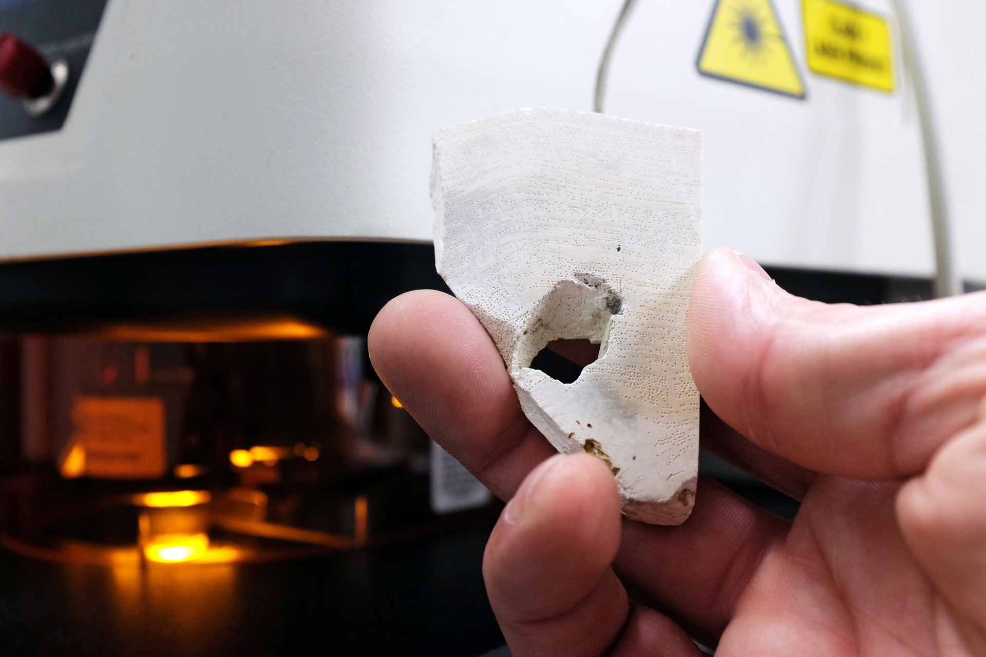 In a sample of the coralline alga Alge Clathromorphum nereostratum in the laser-ablation lab of GEOMAR, single growth rings are visible.