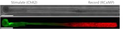 FIGURE 4. When channelrhodopsin-expressing neurons (left) and GCaMP+-expressing neurons (right) are placed at either end of a hollow hydrogel tube, they grow axons and connect with each other. FIGURE 4. When channelrhodopsin-expressing neurons (left) and GCaMP+-expressing neurons (right) are placed at either end of a hollow hydrogel tube, they grow axons and connect with each other.