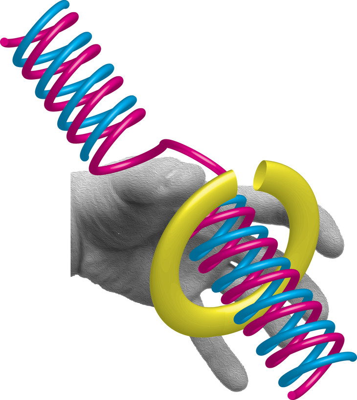 Stephen J. Benkovic, Mark Hedglin, and other members of Professor Benkovic's research team have studied the importance of 'clamp loader' enzymes and their activities during DNA replication. In this image, the clamp loader is represented, for illustrative purposes, by a hand, which is loading the sliding clamp ring onto DNA.