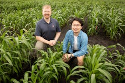 (L-R) Andrew Leakey, Jiayang (Kevin) Xie, and their colleagues developed an improved method for analyzing features of plant leaves that contribute to water-use efficiency in crops like corn, sorghum (pictured), and Setaria. They used advanced statistical approaches to identify regions of the genome and lists of genes that contribute to these traits. (L-R) Andrew Leakey, Jiayang (Kevin) Xie, and their colleagues developed an improved method for analyzing features of plant leaves that contribute to water-use efficiency in crops like corn, sorghum (pictured), and Setaria. They used advanced statistical approaches to identify regions of the genome and lists of genes that contribute to these traits.