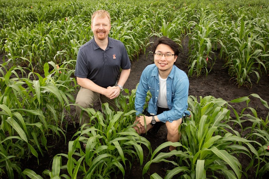 (L-R) Andrew Leakey, Jiayang (Kevin) Xie, and their colleagues developed an improved method for analyzing features of plant leaves that contribute to water-use efficiency in crops like corn, sorghum (pictured), and Setaria. They used advanced statistical approaches to identify regions of the genome and lists of genes that contribute to these traits.