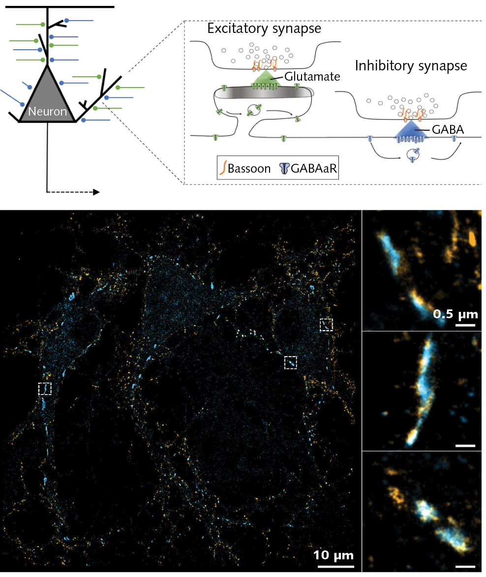 FIGURE 4. Image reconstruction of dual-color spectral demixing 3D-dSTORM on hippocampal neurons labeled for Bassoon-AF647 in orange and GABAaR-CF680 in blue. Large FOV of 100 &times; 100 &micro;m (left image) and zoom on synapses (three images at right). Bassoon is always located at inhibitory synapses, in front of GABAaR, but can also be found at excitatory synapses where GABAaR are not enriched (sample prepared and imaged on a SAFe RedSTORM by Dr. Benjamin Compans, Burrone Lab at King&rsquo;s College London). The spectral linewidth of the Cobolt Rogue laser is 0.2 nm, which translates into a coherence length of about 2 mm; TEM00 beam profile with M2 less than 1.1.