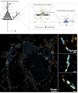 FIGURE 4. Image reconstruction of dual-color spectral demixing 3D-dSTORM on hippocampal neurons labeled for Bassoon-AF647 in orange and GABAaR-CF680 in blue. Large FOV of 100 &times; 100 &micro;m (left image) and zoom on synapses (three images at right). Bassoon is always located at inhibitory synapses, in front of GABAaR, but can also be found at excitatory synapses where GABAaR are not enriched (sample prepared and imaged on a SAFe RedSTORM by Dr. Benjamin Compans, Burrone Lab at King&rsquo;s College London). The spectral linewidth of the Cobolt Rogue laser is 0.2 nm, which translates into a coherence length of about 2 mm; TEM00 beam profile with M2 less than 1.1.