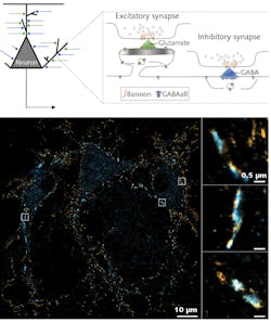 FIGURE 4. Image reconstruction of dual-color spectral demixing 3D-dSTORM on hippocampal neurons labeled for Bassoon-AF647 in orange and GABAaR-CF680 in blue. Large FOV of 100 × 100 µm (left image) and zoom on synapses (three images at right). Bassoon is always located at inhibitory synapses, in front of GABAaR, but can also be found at excitatory synapses where GABAaR are not enriched (sample prepared and imaged on a SAFe RedSTORM by Dr. Benjamin Compans, Burrone Lab at King’s College London). The spectral linewidth of the Cobolt Rogue laser is 0.2 nm, which translates into a coherence length of about 2 mm; TEM00 beam profile with M2 less than 1.1. FIGURE 4. Image reconstruction of dual-color spectral demixing 3D-dSTORM on hippocampal neurons labeled for Bassoon-AF647 in orange and GABAaR-CF680 in blue. Large FOV of 100 × 100 µm (left image) and zoom on synapses (three images at right). Bassoon is always located at inhibitory synapses, in front of GABAaR, but can also be found at excitatory synapses where GABAaR are not enriched (sample prepared and imaged on a SAFe RedSTORM by Dr. Benjamin Compans, Burrone Lab at King’s College London). The spectral linewidth of the Cobolt Rogue laser is 0.2 nm, which translates into a coherence length of about 2 mm; TEM00 beam profile with M2 less than 1.1.