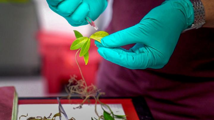 A researcher injects a hydrogel, AquaDust, into plant leaves.