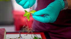 A researcher injects a hydrogel, AquaDust, into plant leaves. A researcher injects a hydrogel, AquaDust, into plant leaves.