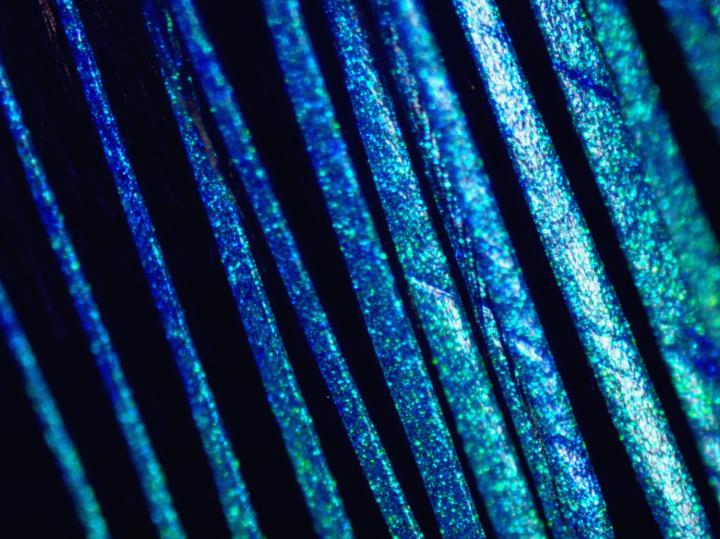 Barb tips of a male blue-winged leafbird show the presence of color-producing nanostructures.