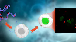 A new method for labeling mRNA molecules is allowing researchers to follow, in real time, the path through cells using a microscope, without affecting their properties or subsequent activity.