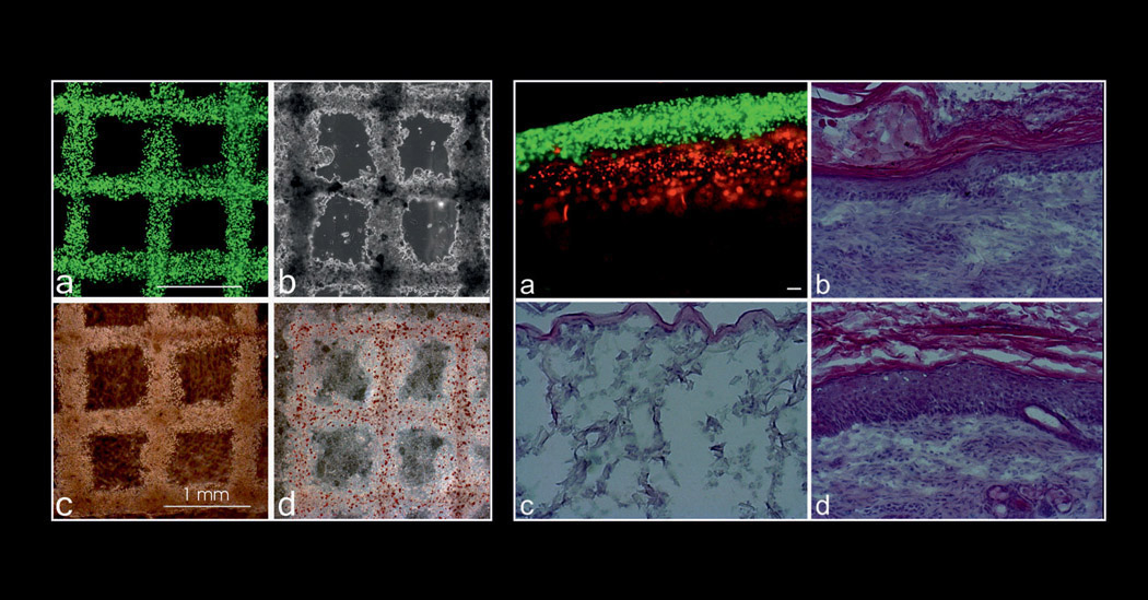 3D printed cell structures (left) include stem cells printed in grid patterns (a) immediately after printing, and later differentiated toward (b) bone, (c) cartilage, and (d) adipose tissue. Histologic sections of skin tissue (right) consist of printed fibroblasts and keratinocytes (a) immediately after printing and (b) 10 days after being implanted in mice, as well as (c) implanted collagen-elastin matrix without printed cells, used as a control, and (d) native mouse skin.