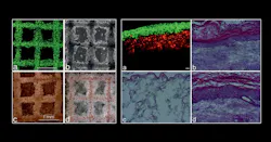 3D printed cell structures (left) include stem cells printed in grid patterns (a) immediately after printing, and later differentiated toward (b) bone, (c) cartilage, and (d) adipose tissue. Histologic sections of skin tissue (right) consist of printed fibroblasts and keratinocytes (a) immediately after printing and (b) 10 days after being implanted in mice, as well as (c) implanted collagen-elastin matrix without printed cells, used as a control, and (d) native mouse skin.