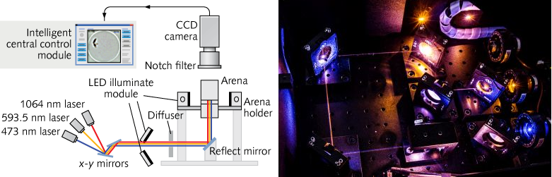 A three-color laser-based optogenetic system for testing fruit fly behavior (left) includes lasers, beam-steering mirrors, an image-capture module, an intelligent central-control module that analyzes the video images and aims the lasers accordingly, and an experimental arena. The laser-scanning module is shown lit by the yellow and blue neuron-triggering lasers (right).