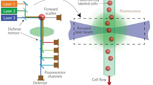 FIGURE 1. In flow cytometry, cells move in single file in a narrow flow stream, where they are excited by one or more laser beams.