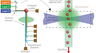 FIGURE 1. In flow cytometry, cells move in single file in a narrow flow stream, where they are excited by one or more laser beams.