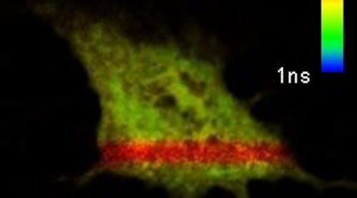 A FLIM image of a cell with a GFP/RFP tandem construct. The red stripe is caused by acceptor photobleaching in this area that prevents an energy transfer-induced decrease in the fluorescence lifetime of the GFP.