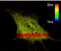 A FLIM image of a cell with a GFP/RFP tandem construct. The red stripe is caused by acceptor photobleaching in this area that prevents an energy transfer-induced decrease in the fluorescence lifetime of the GFP. A FLIM image of a cell with a GFP/RFP tandem construct. The red stripe is caused by acceptor photobleaching in this area that prevents an energy transfer-induced decrease in the fluorescence lifetime of the GFP.