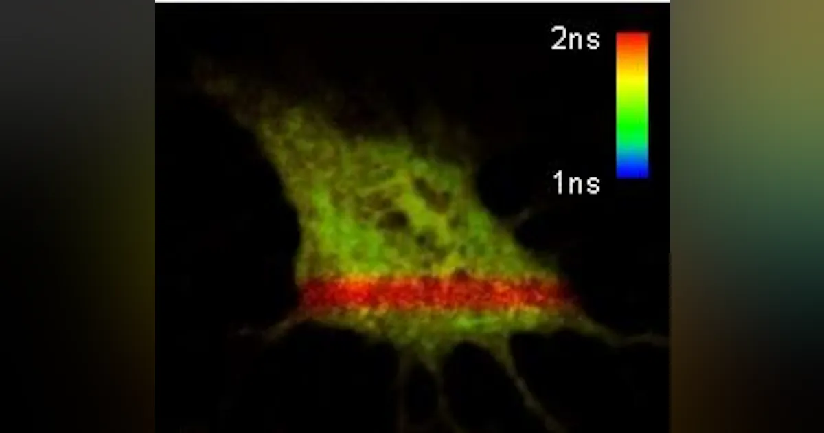 Picoquant PicoQuant FLIM upgrade kit for Olympus two-photon confocal microscope ...