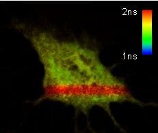 A FLIM image of a cell with a GFP/RFP tandem construct. The red stripe is caused by acceptor photobleaching in this area that prevents an energy transfer-induced decrease in the fluorescence lifetime of the GFP.