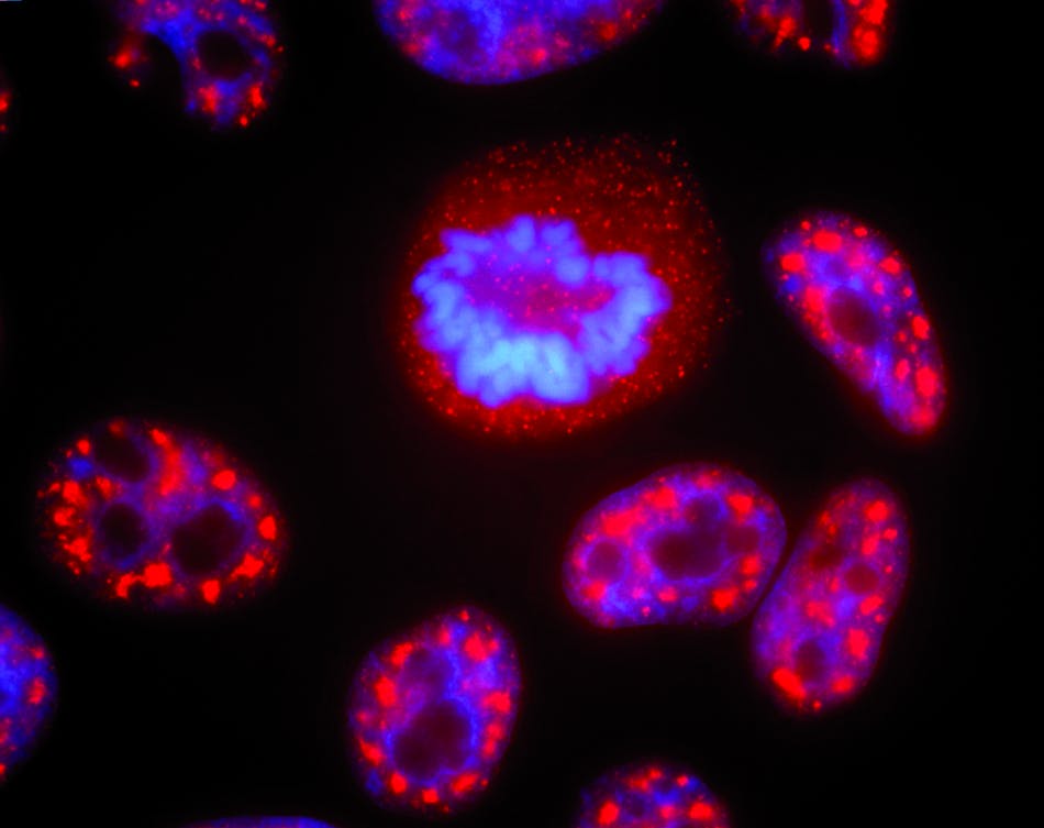 An indirect immunofluorescence image of cells in interphase and mitosis. Presplicing factors are stained red and chromatin stained blue.