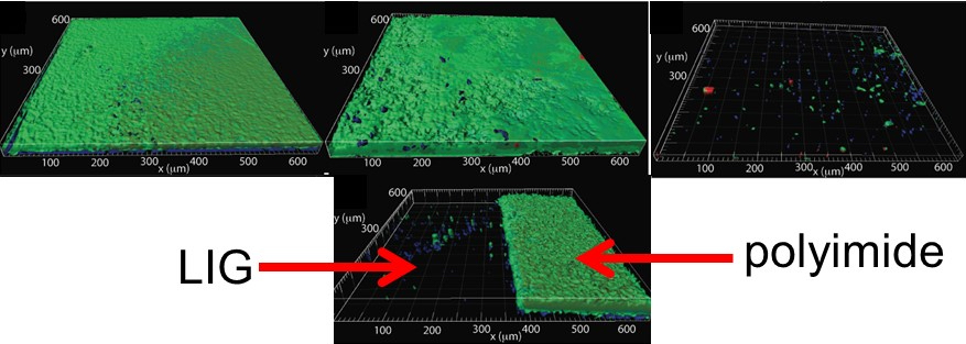 In the top row, the growth of biofilm on surfaces with a solution containing Pseudomonas aeruginosa is observed on, from left, polyimide, graphite, and laser-induced graphene surfaces. Green, red, and blue represent live bacteria, dead bacteria, and extracellular polymeric substances, respectively. At bottom, a sheet of polyimide burned on the left to leave laser-induced graphene shows the graphene surface nearly free of growth.