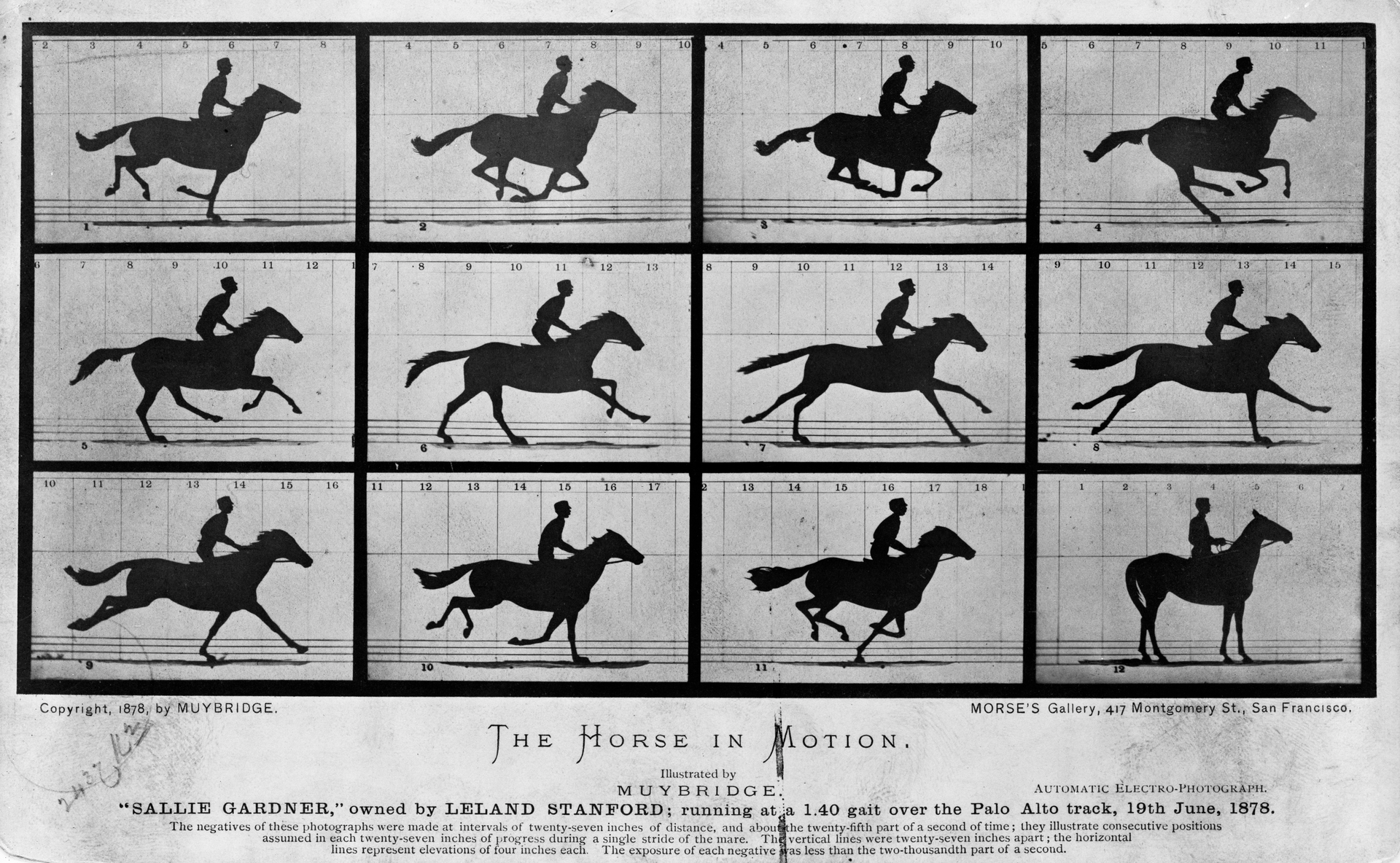 FIGURE 1. A series of photographs of a galloping horse at different points during its gait were taken by Eadweard Muybridge in 1878, illustrating a time-stretched event.