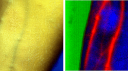 FIGURE 1. Emphasizing blood vessels in the human forearm: an image with the conventional RGB camera (left) and a hyperspectral image in SWIR after processing with IDCube (right) are shown. This datacube was collected using a SWIR-sensitive 2D indium gallium arsenide (InGaAs) camera, Ninox (Raptor Photonics), mounted on top of a SWIR imaging spectrograph (Specim) equipped with a chromatic-aberration-free lens (StingRay Optics) , and was obtained by members of the Berezin Lab at Washington University in St. Louis.