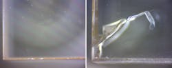Nd:alumina (left) shows no signs of cracking at 40 W applied optical pumping at 808 nm, while Nd:YAG (right) cracks at 25 W.