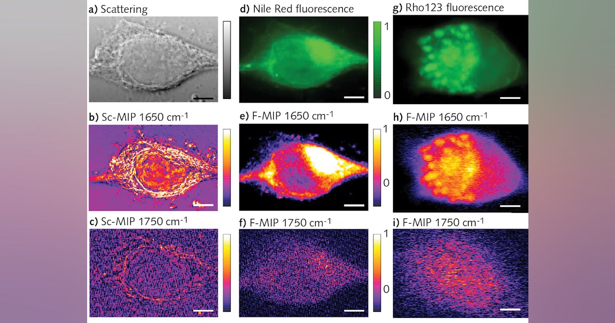 Researchers demonstrate new approaches to IR microscopy | Laser Focus World