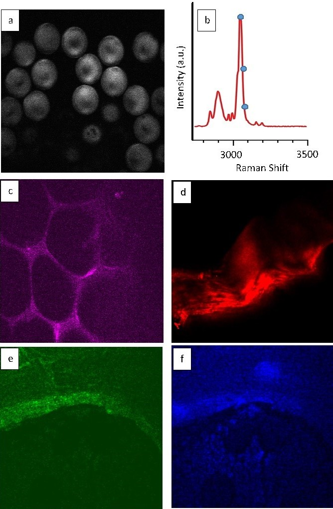 A new simplified source can produce images of specific molecules using CARS microscopy, as in the images of polystyrene microspheres (a) and adipose tissue (c). The same source can also produce second-harmonic generation images and two-photon autofluorescence images, as in the micrographs of rat tendon and bone (d, e, and f).
