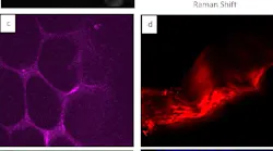 A new simplified source can produce images of specific molecules using CARS microscopy, as in the images of polystyrene microspheres (a) and adipose tissue (c). The same source can also produce second-harmonic generation images and two-photon autofluorescence images, as in the micrographs of rat tendon and bone (d, e, and f).