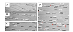 Researchers have developed a technique that allows real-time detection of abnormal and damaged red blood cells to potentially diagnose that damage earlier and more effectively treat it. Researchers have developed a technique that allows real-time detection of abnormal and damaged red blood cells to potentially diagnose that damage earlier and more effectively treat it.