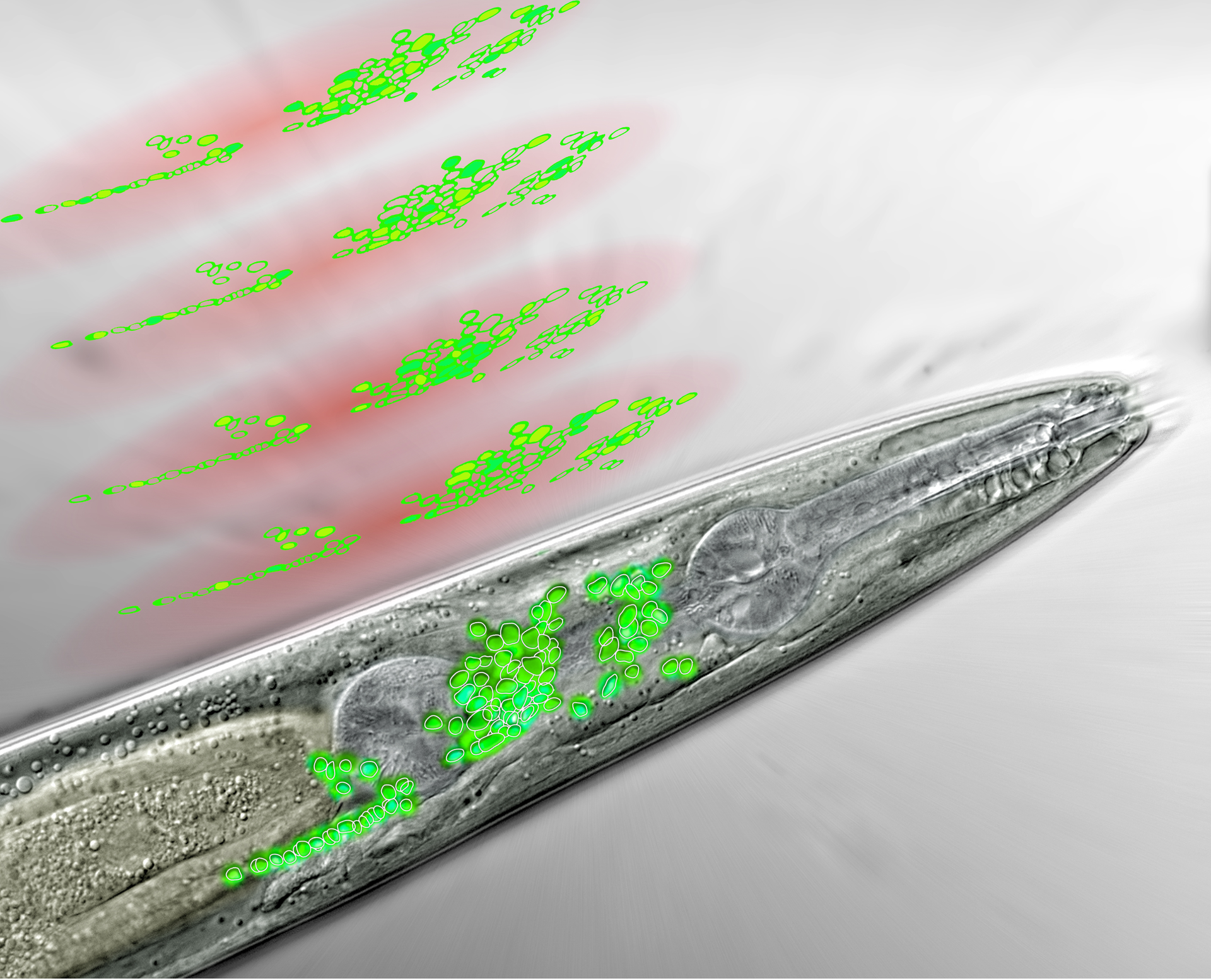 Frontal part of a nematode seen through a microscope. The neurons of the worm's 'brain' are colored in green. Above are the discs of light generated by the WF-TeFo microscope, scanning the brain area and recording the activity of certain neurons (artist's interpretation).