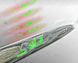 Frontal part of a nematode seen through a microscope. The neurons of the worm's 'brain' are colored in green. Above are the discs of light generated by the WF-TeFo microscope, scanning the brain area and recording the activity of certain neurons (artist's interpretation). Frontal part of a nematode seen through a microscope. The neurons of the worm's 'brain' are colored in green. Above are the discs of light generated by the WF-TeFo microscope, scanning the brain area and recording the activity of certain neurons (artist's interpretation).