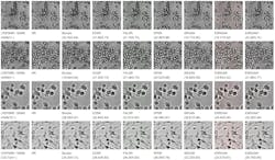 These images of human lung carcinoma cells and mouse skeletal muscle cells illustrate the performance of various resolution enhancement procedures. The left column presents low-resolution images downsampled from the high-resolution images in the second column. The new AI model results are in the right-most column, outperforming other reconstruction techniques in metrics of both accuracy and realism. These images of human lung carcinoma cells and mouse skeletal muscle cells illustrate the performance of various resolution enhancement procedures. The left column presents low-resolution images downsampled from the high-resolution images in the second column. The new AI model results are in the right-most column, outperforming other reconstruction techniques in metrics of both accuracy and realism.