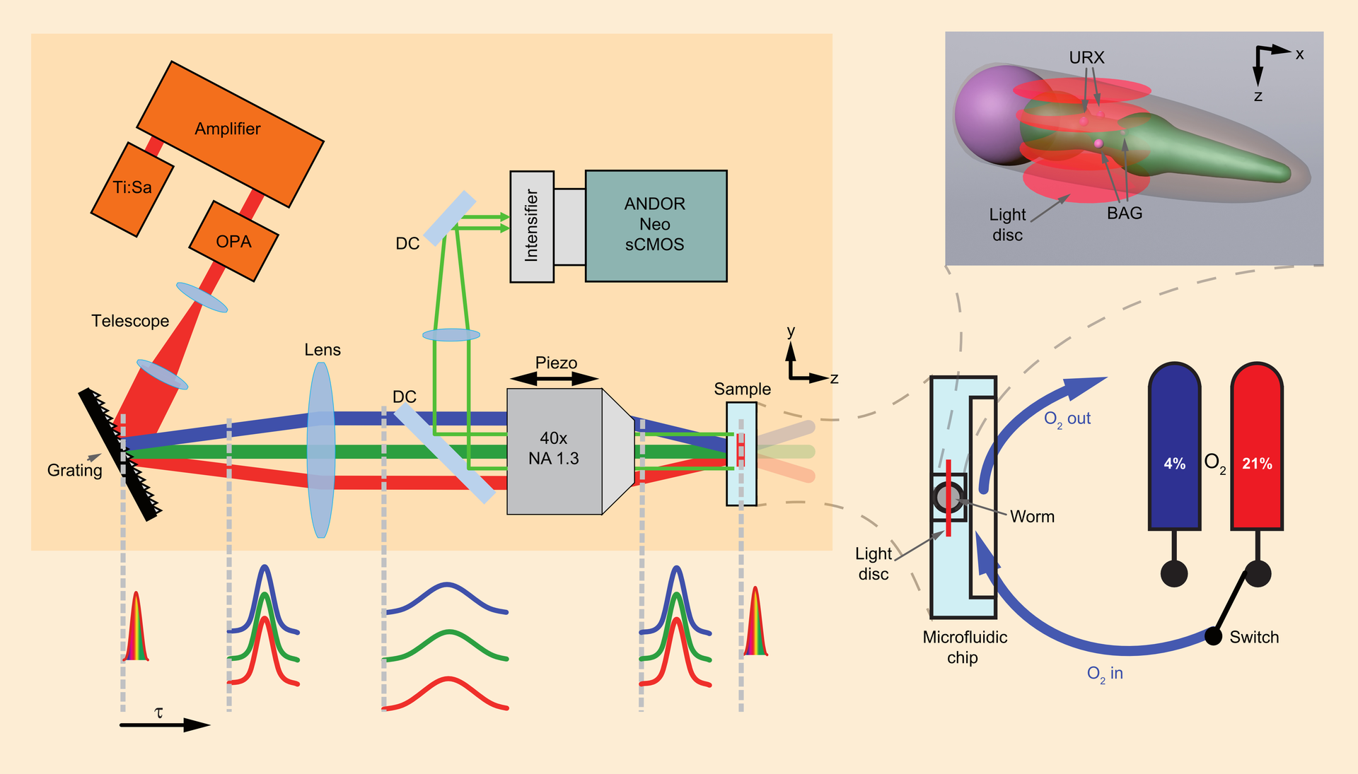 Volumetric fluorescence imaging using wide-field two-photon light sculpting. Schematic depicting of the light-sculpting microscope and microfluidic sample holder. The pulses at the bottom sketch the geometric dispersion in temporal focusing as a function of axial position. Top right: artistic rendering of a C. elegans head, indicating axially scanned light discs and the imaged region (red). URX and BAG neurons (pink) are also depicted. Scale bar = 15 &mu;m. DC = dichroic mirror; OPA = optical parametric amplifier; NA = numerical aperture; and Ti:Sa = Ti:sapphire oscillator.
