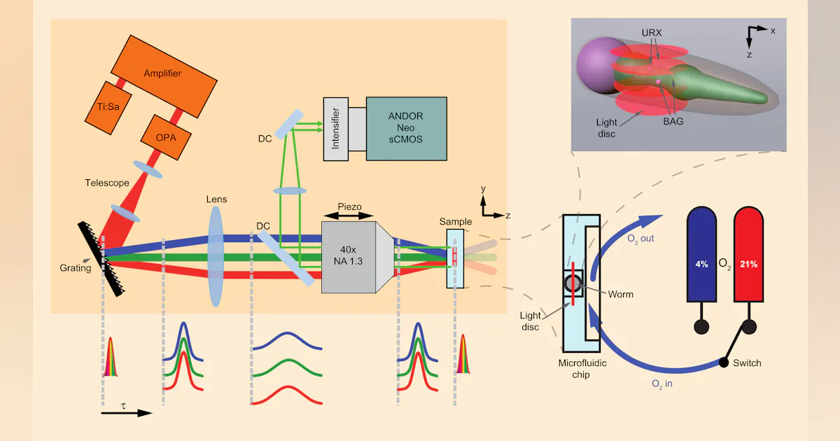Proton Microscopy Two-photon microscopy method images neuronal activity across the entire ...