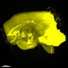 Thanks to low quenching, CUBIC is compatible with many fluorescent probes, allowing for longer wavelengths and reducing concern for scattering when imaging the whole brain while inviting multicolor imaging. This image of a marmoset brain was created using the CUBIC method.