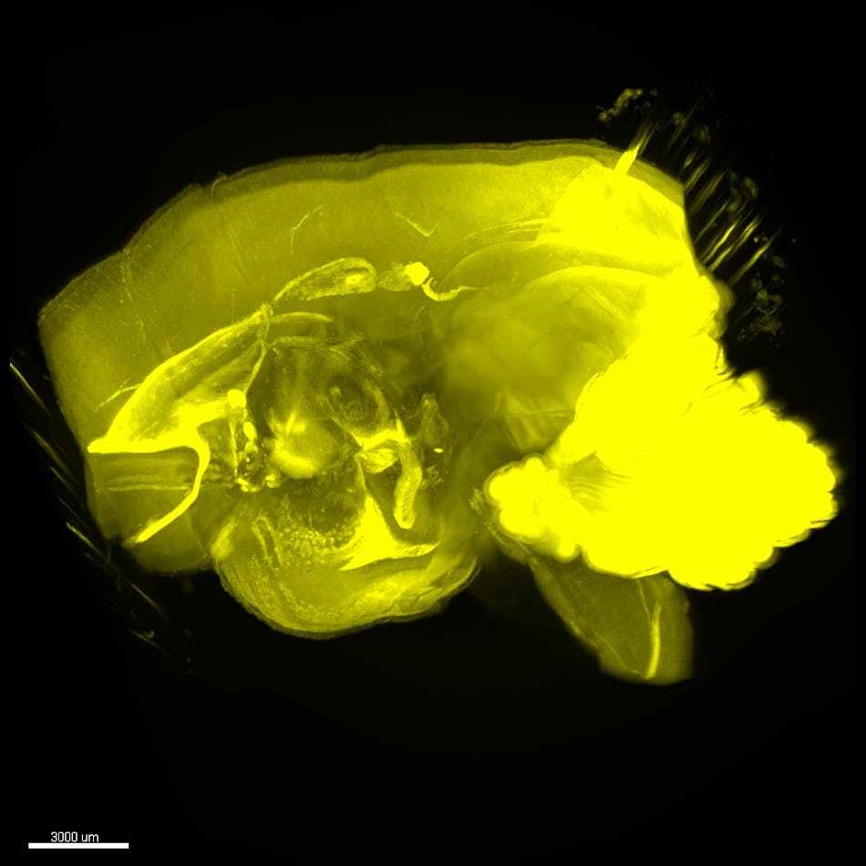 Thanks to low quenching, CUBIC is compatible with many fluorescent probes, allowing for longer wavelengths and reducing concern for scattering when imaging the whole brain while inviting multicolor imaging. This image of a marmoset brain was created using the CUBIC method.
