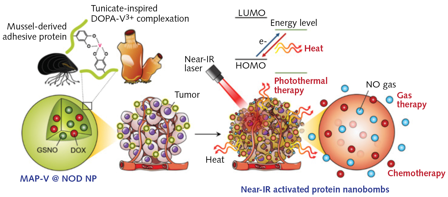 Schematic of the mechanism of action of photoactivatable adhesive nanobombs made with bioinspired strategies from marine tunicates and mussels.