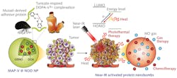 Schematic of the mechanism of action of photoactivatable adhesive nanobombs made with bioinspired strategies from marine tunicates and mussels. Schematic of the mechanism of action of photoactivatable adhesive nanobombs made with bioinspired strategies from marine tunicates and mussels.