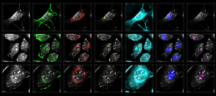 Artistic rendering of the AI-based holographic microscopy concept.